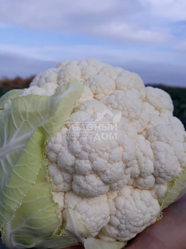 Ардент F1 / Ardent F1,80-85 дней фото 7