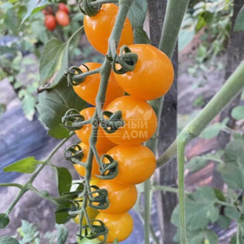 Еллоу Бидс F1 / Yellow Bids F1, 90 дней фото 3