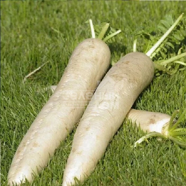 Мино Эрли Лонг Вайт F1 / Mino Early Long White F1,55-60 дней фото 1