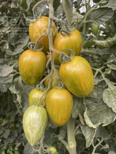 Корвалис F1 / Korvalis F1, 95 дней фото 1