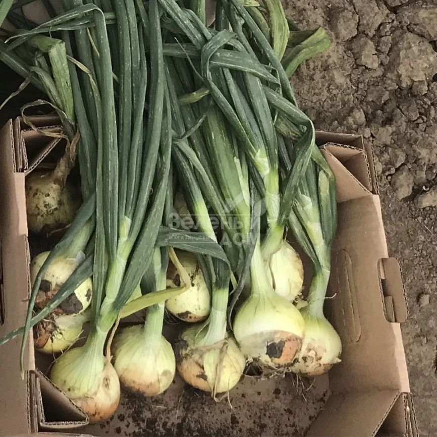 Чаирмэн F1 / Chairman F1 фото 2