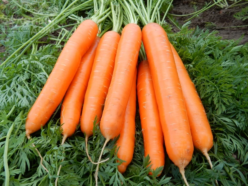 Альянс F1 / Alliance F1 фото 1