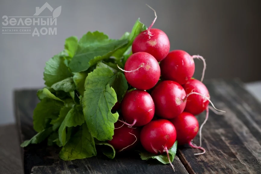 Исис F1 / Isis F1 фото 1