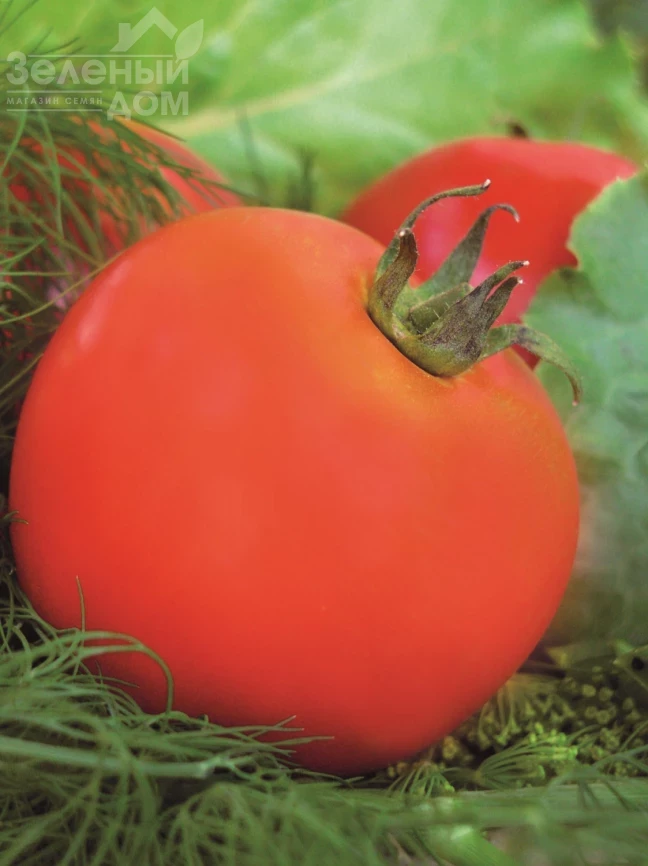 Ляна / Lyana фото 1