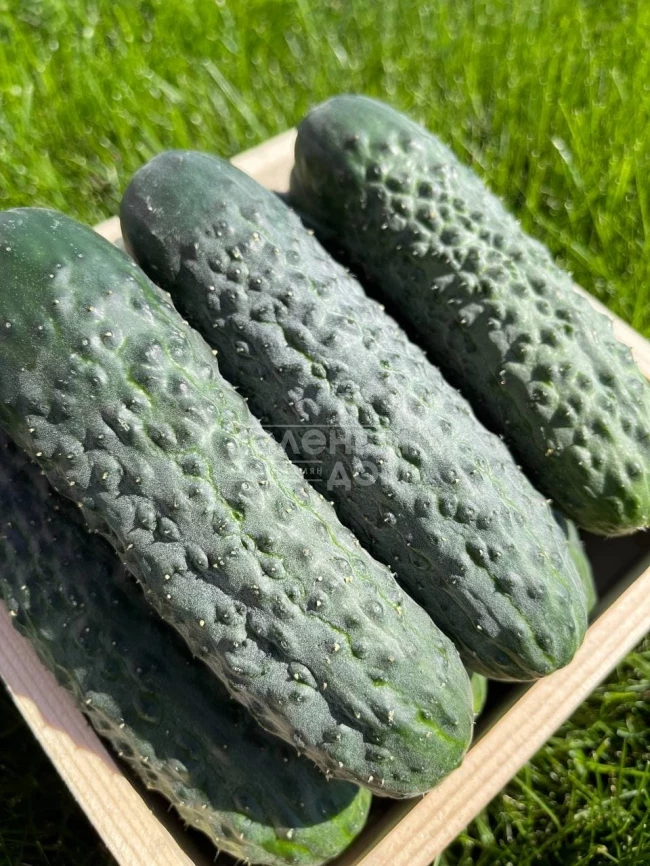 Пикскор F1 / Pikskor F1 фото 1