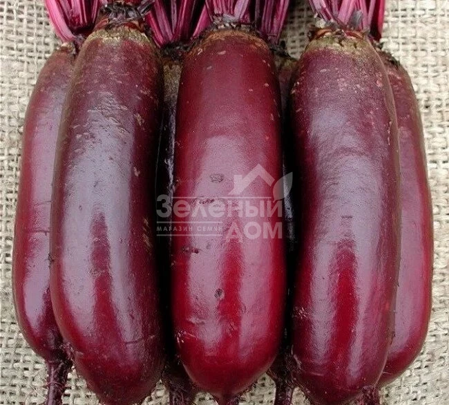 Цилиндра / Cilindra,120 дней фото 1