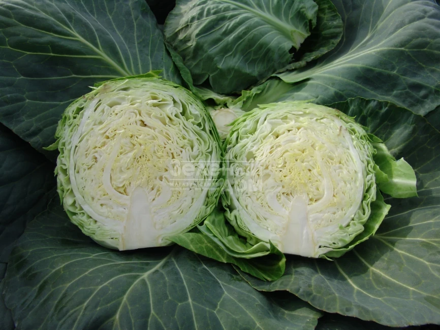 Калибро F1 / Kalibro F1,85-90 дней фото 2