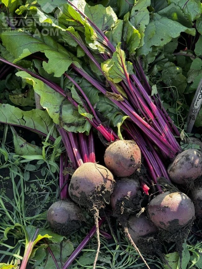 Руби Бой F1 / Ruby Boy F1, 100-105 дней фото 3