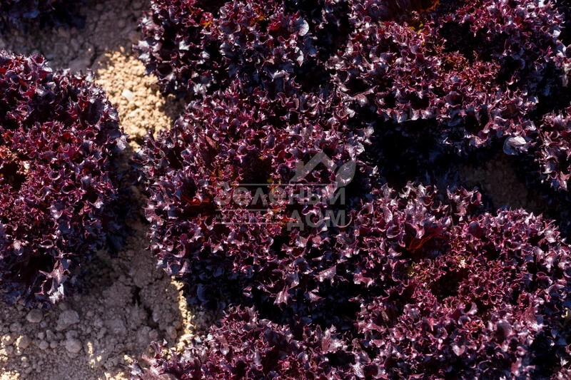 Скамандер / Scamander фото 1