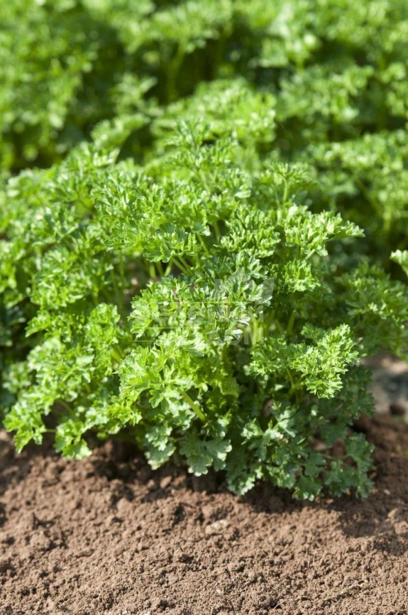 Фрисе (Робуст) / Frise (Robust),30-45 дней фото 1