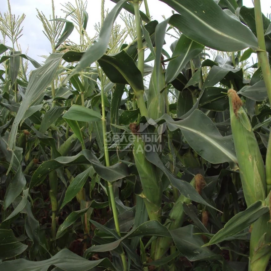 Добрыня F1 / Dobrynja F1,70 дней фото 2