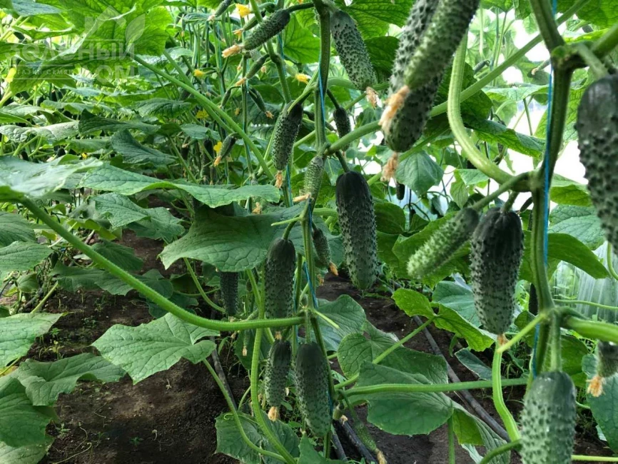 Георг F1 / Georg F1 фото 6