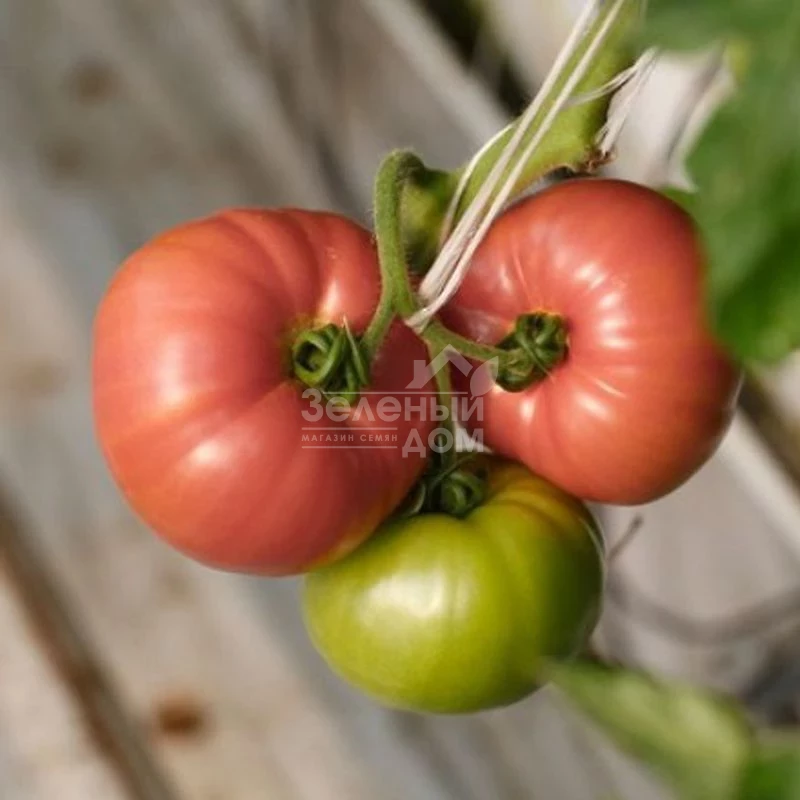 Мануса F1 / Manusa F1,105-115 дней фото 4