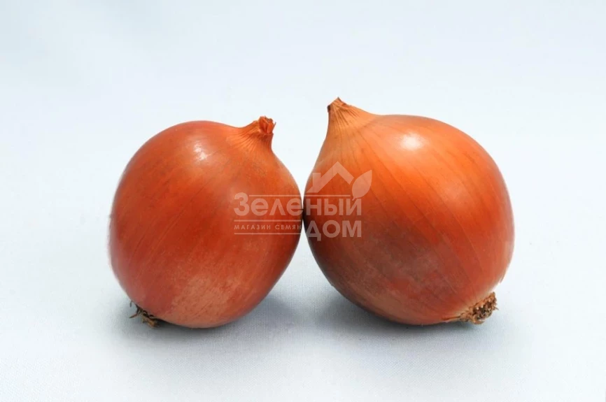 Сталкер F1 / Stalker F1 (Стандарт +) фото 1