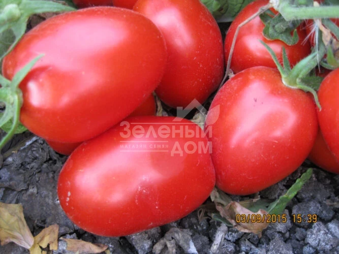 8504 F1 / 8504 F1, 125 дней фото 3