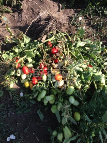 9985 F1 / 9985 F1, 120 дней фото 3