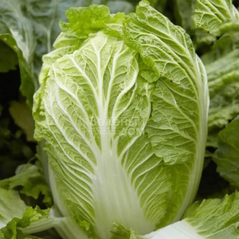 Марио F1 / Mario F1,62-65 дней фото 1