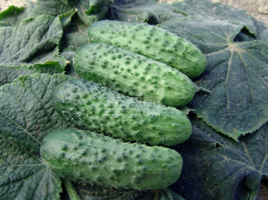 Алице F1 / Alice F1 фото 1