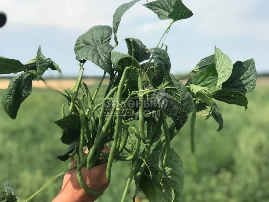 Месси / Messi,58-62 дня фото 3