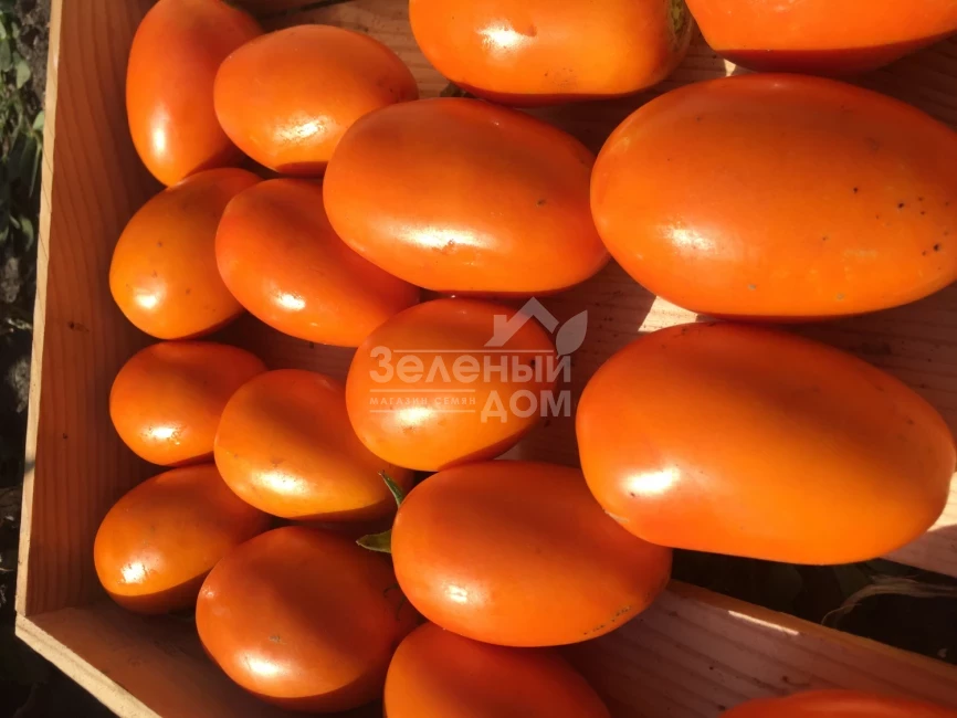 Оранж Плам F1 / Orange Plam,100 дней фото 5