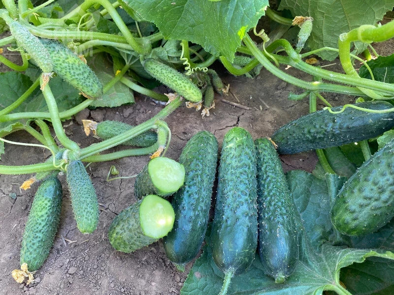 Рубинштейн F1 / Rubinstein F1 фото 2