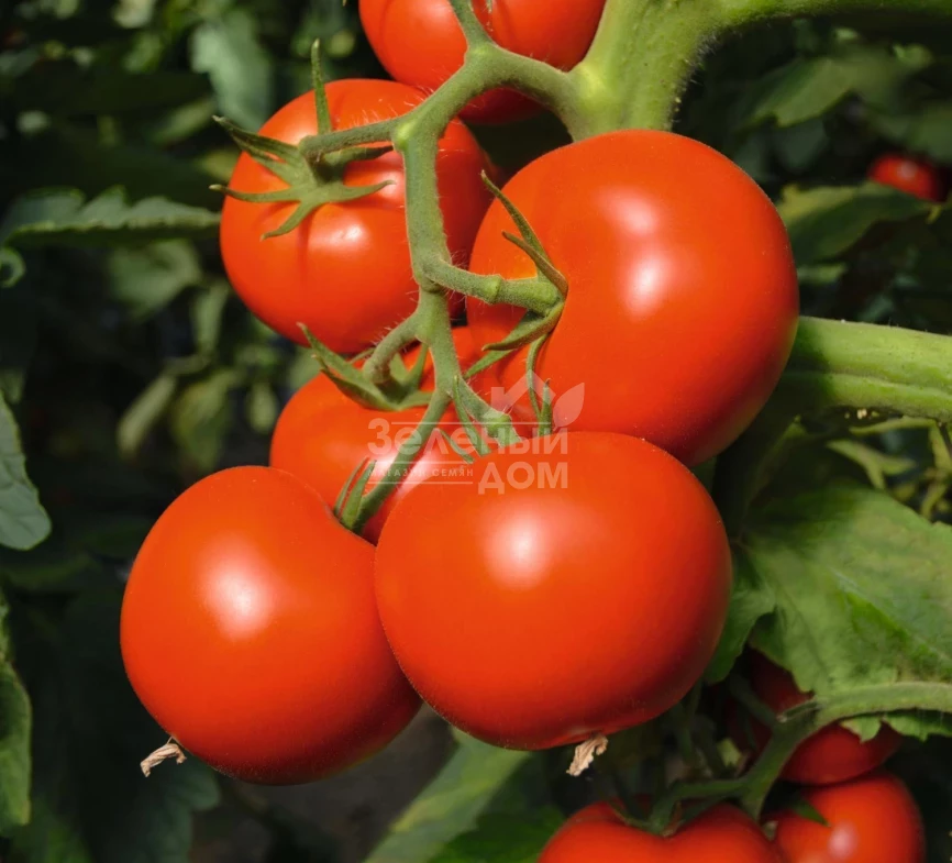 Тойво F1 / Toivo F1,70-75 дней фото 1