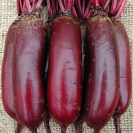 Опольский / Opolskyi  фото 1