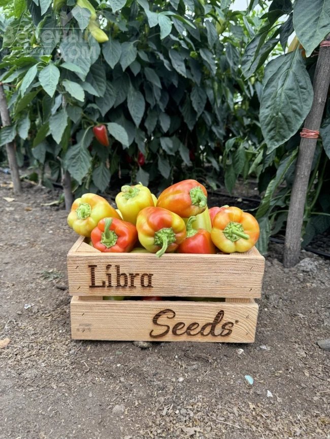 Рубикон F1 / Rubikon F1, 52-57 дней фото 1