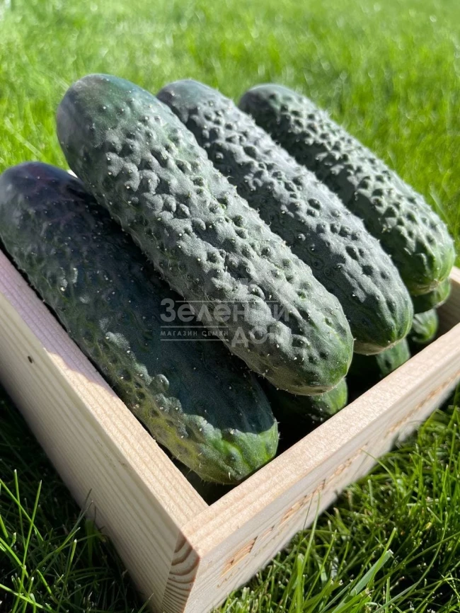 Пикскор F1 / Pikskor F1 фото 3