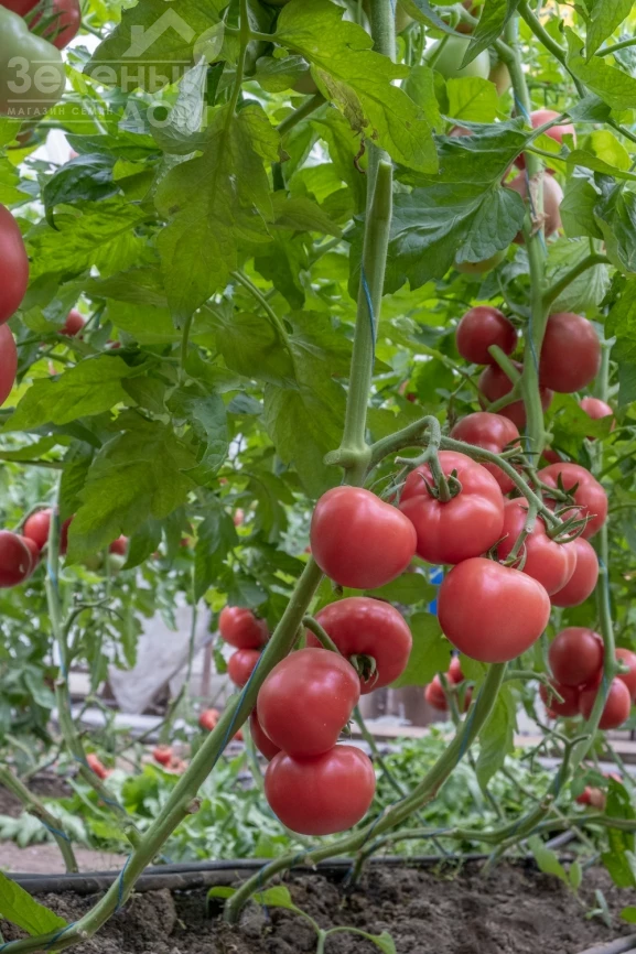 Эстет F1 / Estet F1 фото 1