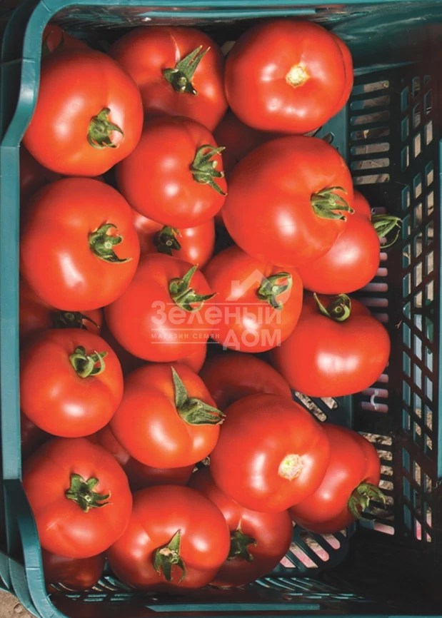 Капонет F1 / Caponet F1 фото 2