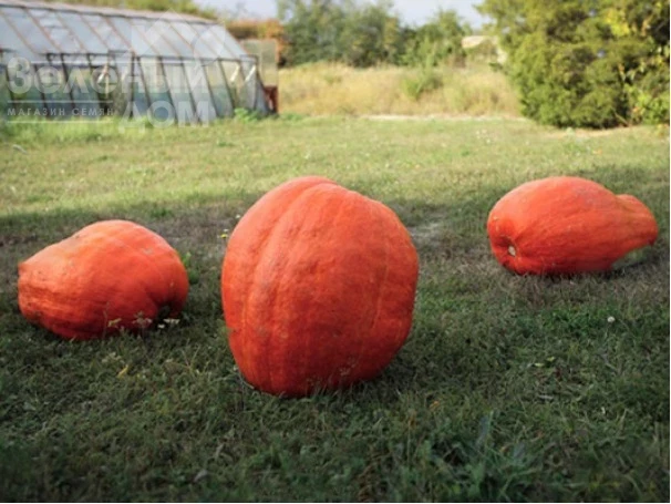 Голиаш / Goliash, 100-120 дней фото 1