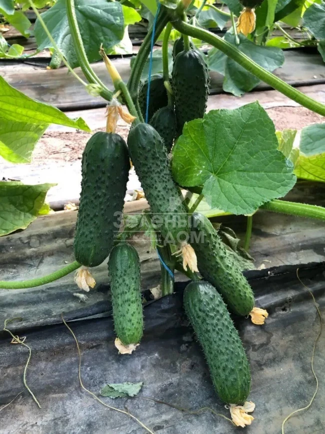 Аскольд F1 / Askold F1 фото 2