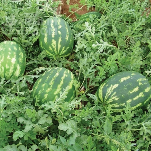 Денвер F1 / Denver F1 фото 1