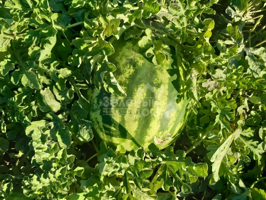 Ау Продюсер / AU Producer, 70-75 дней фото 3