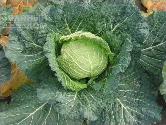 Савонарх F1 / Savonarh F1,90-95 дней  фото 1