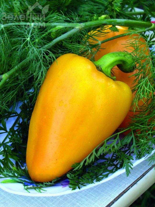 Богатырь / Bogatyr фото 1