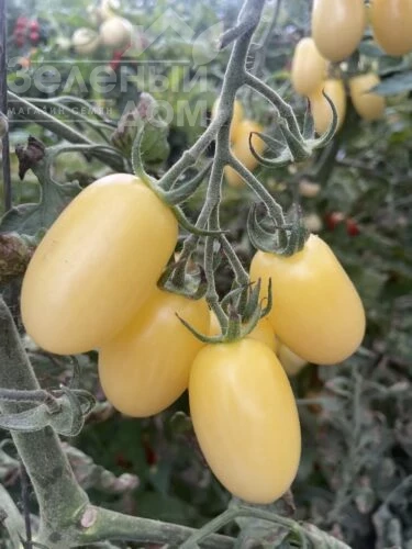 Смарт F1 / Smart F1, 95 дней  фото 3