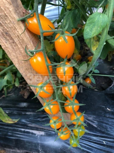 Миникин F1 / Minikin F1, 100 дней фото 6