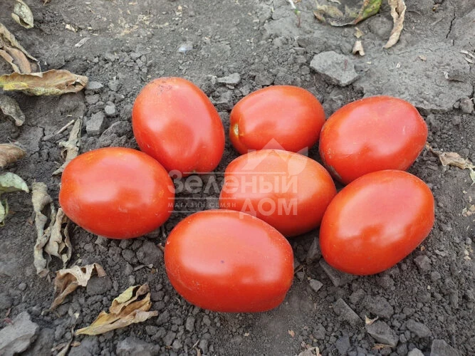 2053 F1 / 2053 F1, 115 дней фото 1