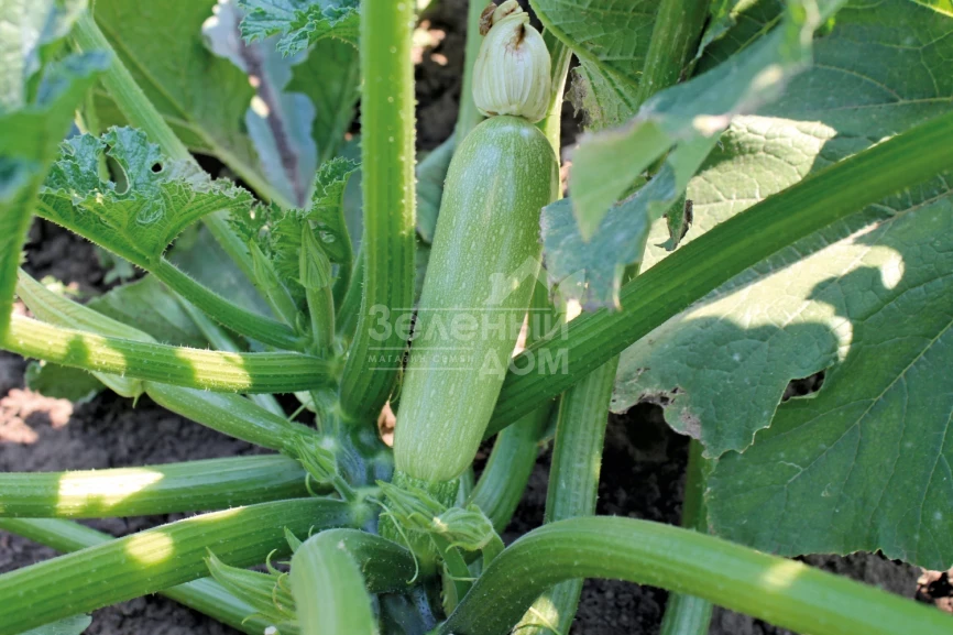 Дафна F1 / Dafna F1,40-45 дней фото 1