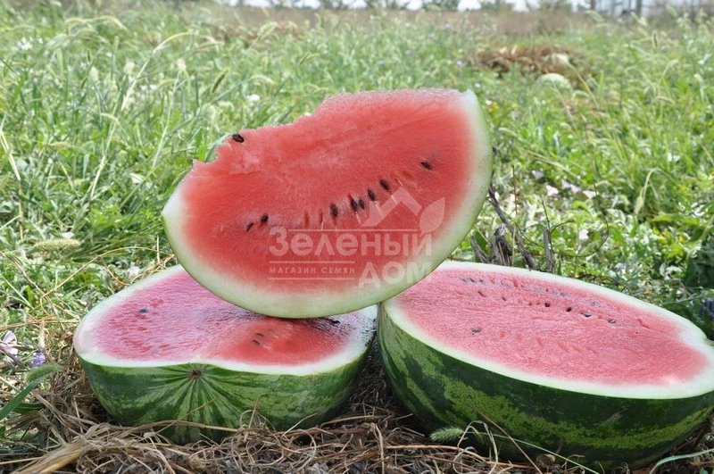 Колумбия F1 / Сolumbia F1,70-75 дней фото 1