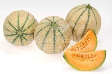 Талисман F1 / Talisman F1 фото 5