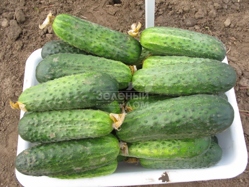 Аякс F1 / Ajax F1,42-44 дня фото 1