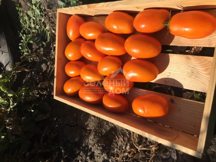 Оранж Плам F1 / Orange Plam,100 дней фото 4