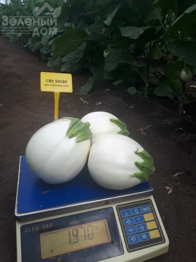 ЦРХ 50189 F1 / CRX 50189 F1 фото 1