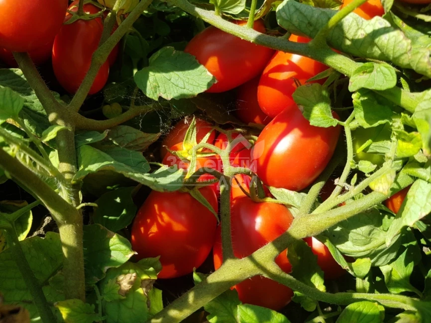 Рекордсмен F1 / Recordsman F1, 115-120 дней фото 2