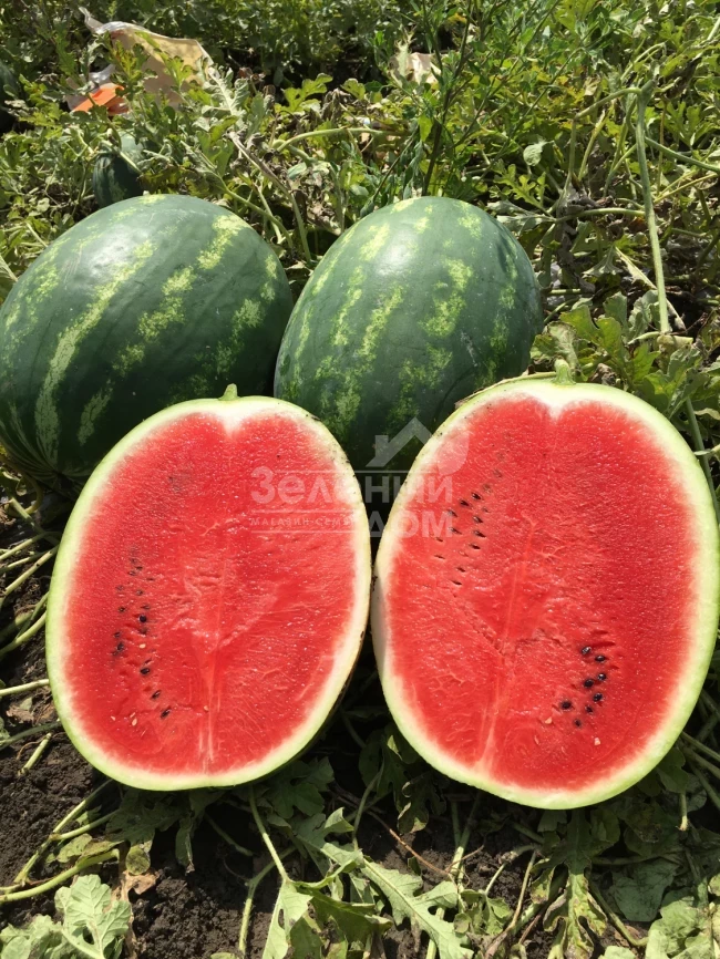 Инсепшен F1 / Insepshen F1, 58-62 дня фото 1