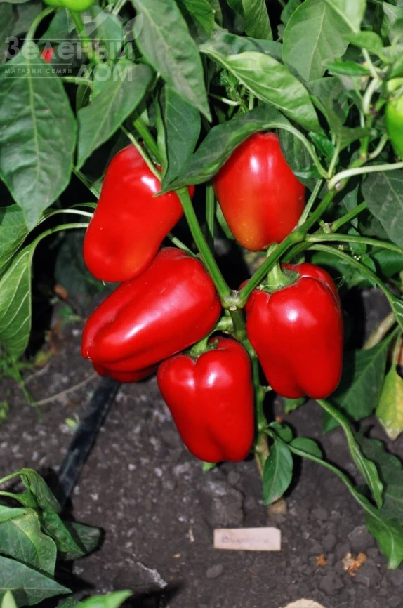 Виктория / Viktoria фото 3