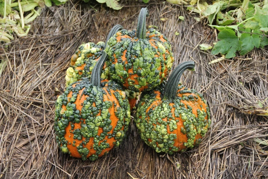 Ворти Гоблин F1 / Vorti Goblin F1, 95-105 дней фото 1